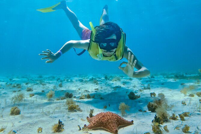 Snorkeling Tour in COZUMEL QROO - The Itinerary: What to Expect