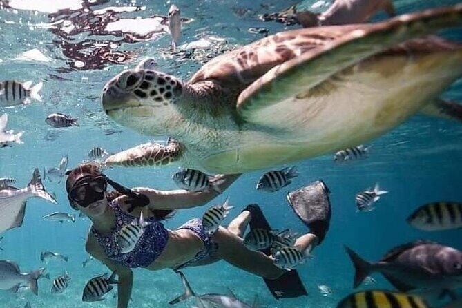 Snorkeling Tour In Gili Islands Pick Up From Lombok Or Gili - Who Is This Tour Best Suited For?