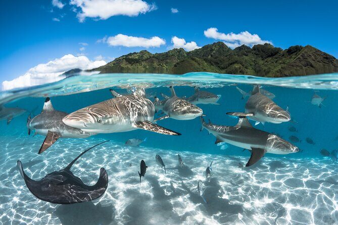 Snorkeling Tour in Moorea Aquatic Adventure Half Day - The Bottom Line