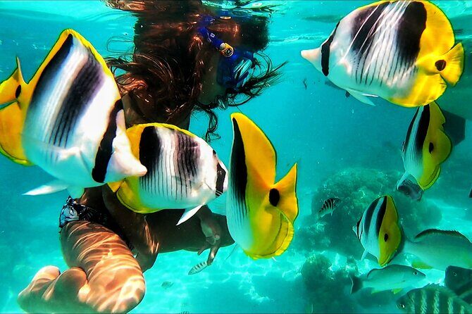 Snorkeling Tour in Moorea Aquatic Adventure Half Day - FAQ