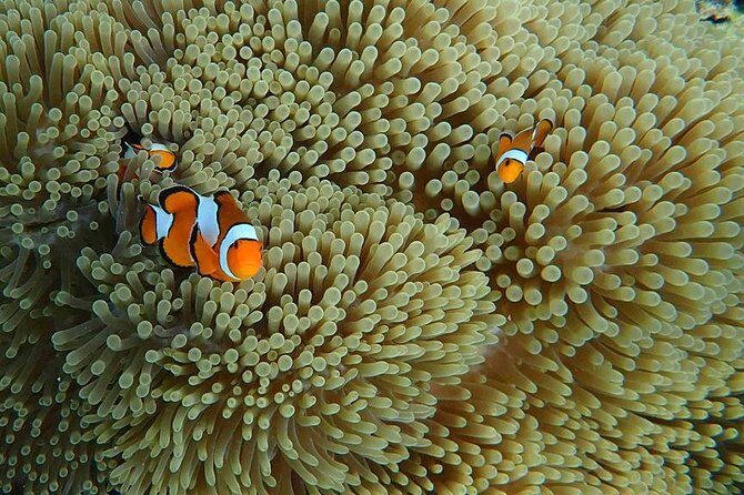 Snorkeling Tour to Coral & Maiton & Racha Island from Phuket - The Value of This Tour: What You’re Getting