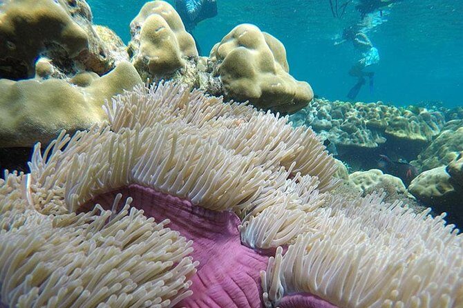 Snorkeling Tour to Rok and Haa Island by Speedboat From Koh Lanta - Who Will Love This Tour?