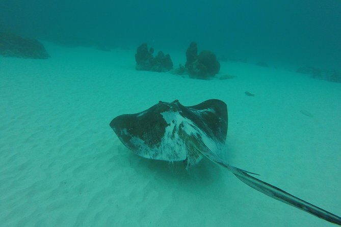 Snorkeling Tour (with Light Refreshments) - A Closer Look at the Snorkeling Tour