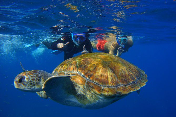 Snorkeling Tour with Sea Turtles and Stingrays - A Deep Dive into the Snorkeling Experience
