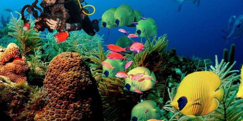 Snorkeling Trip from Polhena Beach, Matara, Sri Lanka - The Details: What You Can Expect