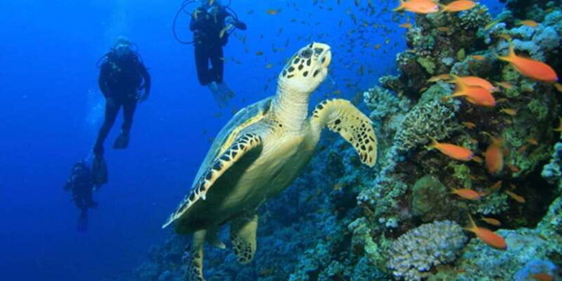 Snorkeling Trip from Polhena Beach, Matara, Sri Lanka - Why Choose This Tour?