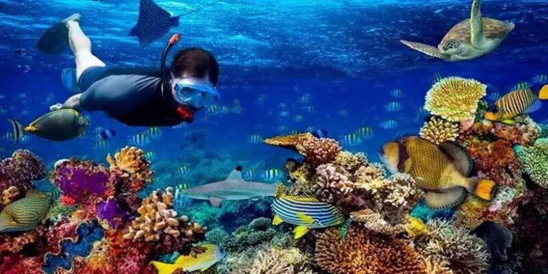 Snorkeling Trip from Polhena Beach, Matara, Sri Lanka - Possible Considerations