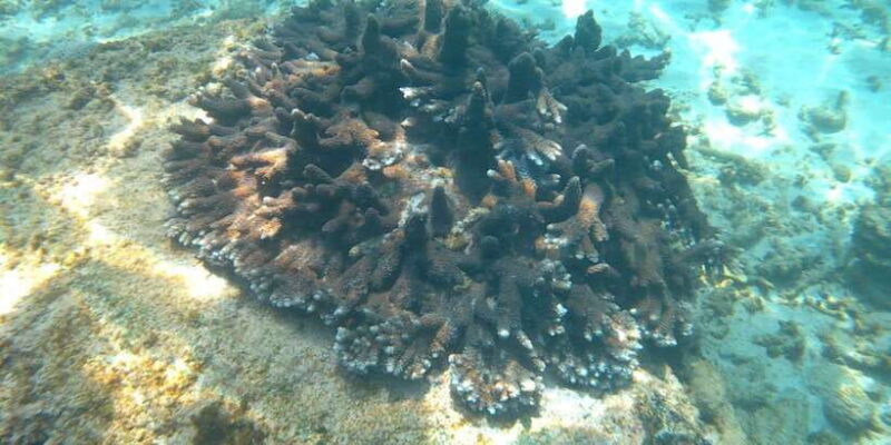 Snorkeling Trip from Polhena Beach, Matara, Sri Lanka - The Sum Up