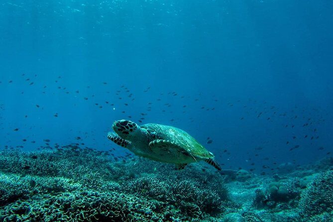 Snorkeling Trip Nusa Penida Bali - Evaluating the Value: Is This Tour Worth It?