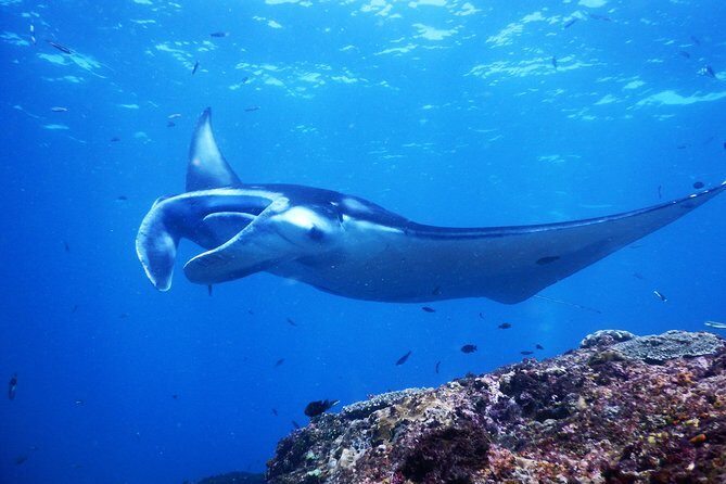 Snorkeling Trip Nusa Penida Bali - Who Will Love This Trip?