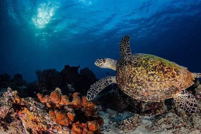 Snorkeling Trip to Menjangan Island - Key Points