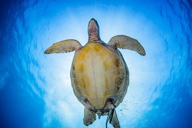 Snorkeling Trip to Menjangan Island - Exploring the Experience: What You Can Expect