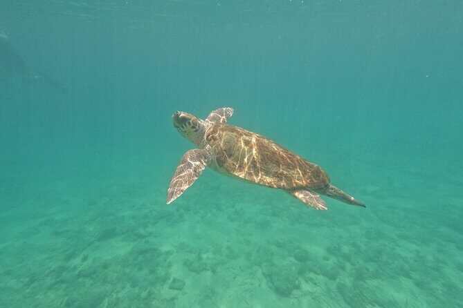 snorkeling ,Turtle Watching in Cyprus - Discovering Turtle Watching and Snorkeling in Cyprus: An Authentic Marine Adventure