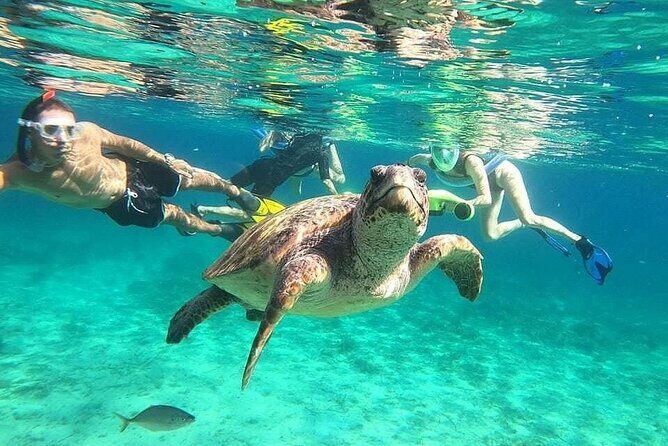 snorkeling ,Turtle Watching in Cyprus - Key Points
