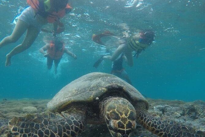 Snorkeling Turtles Points & Underwater Statues In Gili Islands - Authentic Experience: What Youll Love