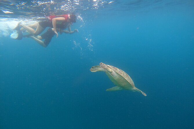 Snorkeling Turtles Points & Underwater Statues In Gili Islands - The Sum Up: Who Should Book This Tour?