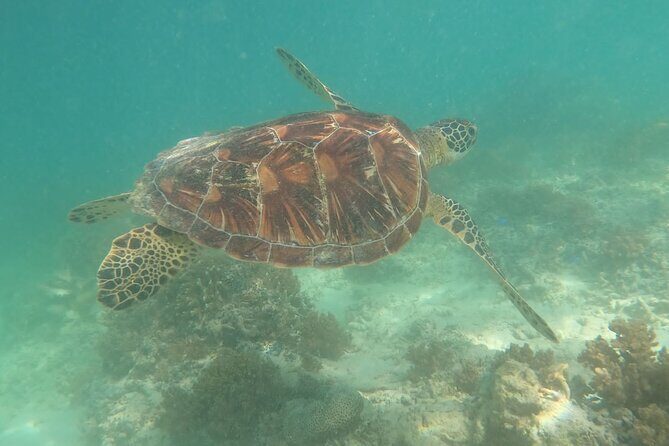 Snorkeling Turtles Points & Underwater Statues In Gili Islands - Frequently Asked Questions