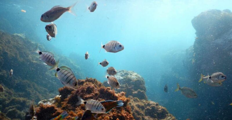 Snorkeling Wildlife in Terceira Island - A Closer Look at the Snorkeling Wildlife Tour in Terceira
