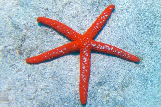 Snorkeling with a Professional Instructor in Tenerife - Key Points