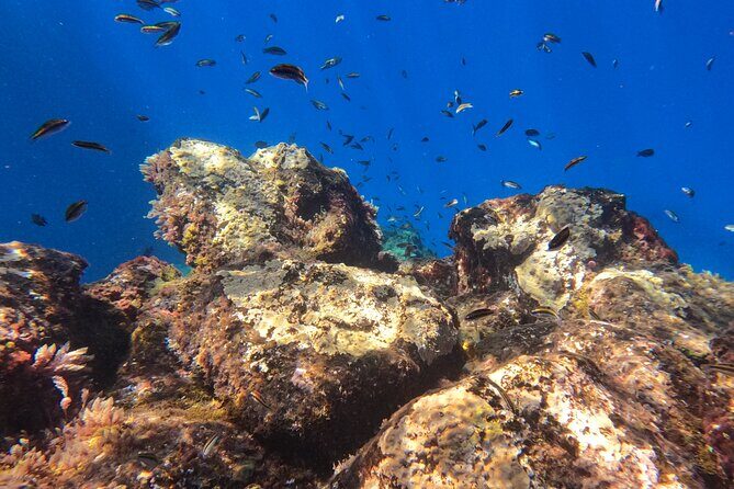 Snorkeling with a Professional Instructor in Tenerife - Frequently Asked Questions