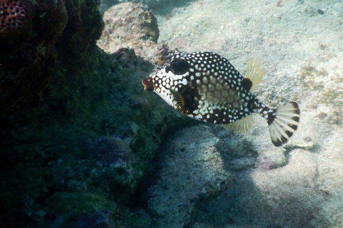 Snorkeling with Caribbean fish and private cenote exploration - Final Thoughts