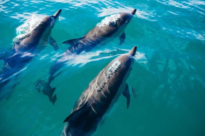 Snorkeling with Dolphins in Trincomalee - Key Points