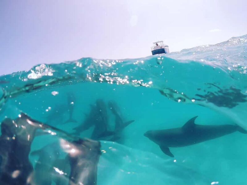 Snorkeling with Dolphins in Trincomalee - An In-Depth Look at Snorkeling with Dolphins in Trincomalee