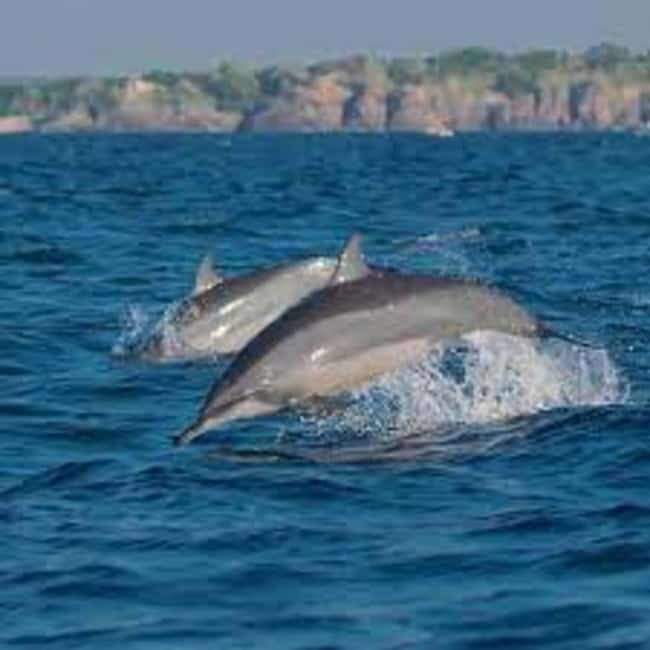 Snorkeling with Dolphins in Trincomalee - Final Thoughts: Who’s This Tour For?