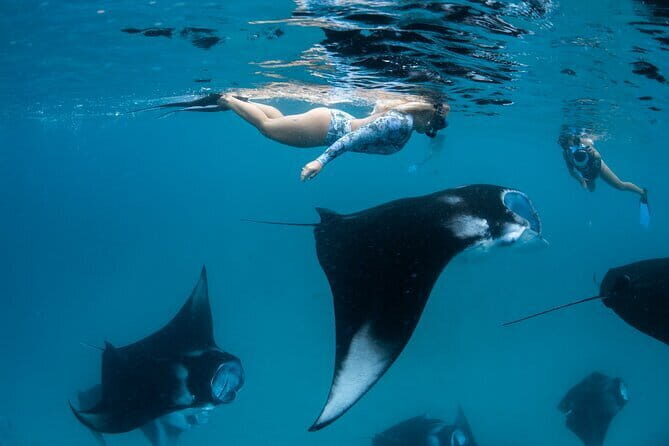 Snorkeling with Manta Rays from Maafushi - Key Points