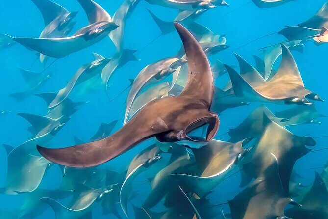 Snorkeling with Mobulas in La Ventana Bay Round trip from La Paz - Practical Tips for Travelers