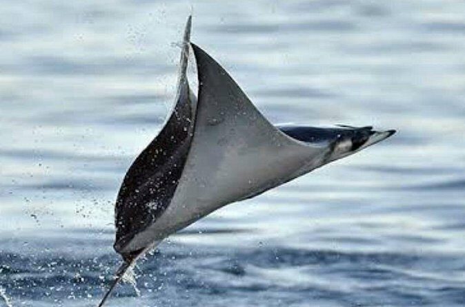 Snorkeling with Mobulas in La Ventana Bay Round trip from La Paz - The Sum Up