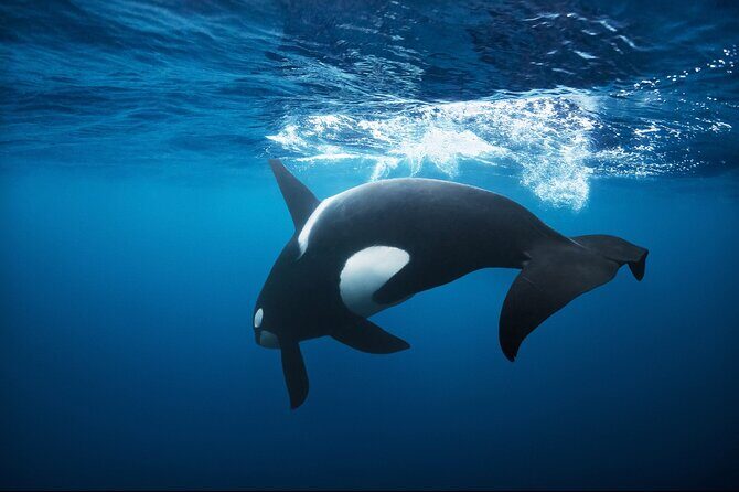 Snorkeling with Orcas In Norway, 4 days All-Inclusive expedition - A Close Encounter with Norway’s Majestic Marine Giants — Snorkeling with Orcas in Tromsø