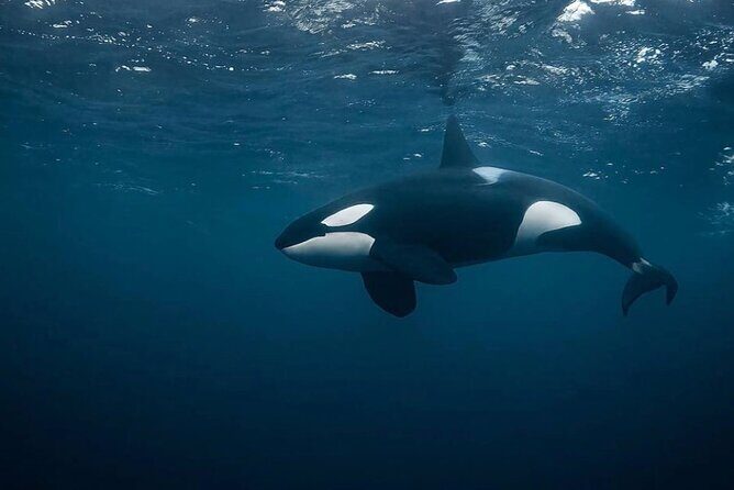 Snorkeling with Orcas In Norway, 4 days All-Inclusive expedition - Key Points