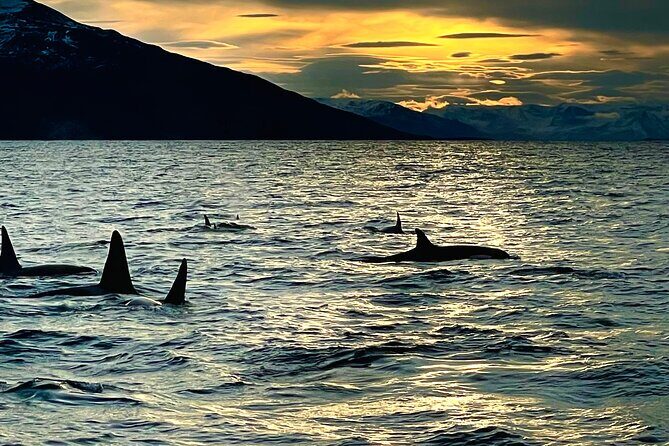 Snorkeling with Orcas In Norway, 4 days All-Inclusive expedition - Final Thoughts