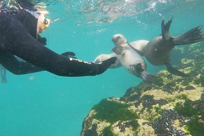 Snorkeling with Sea Lions - Key Points