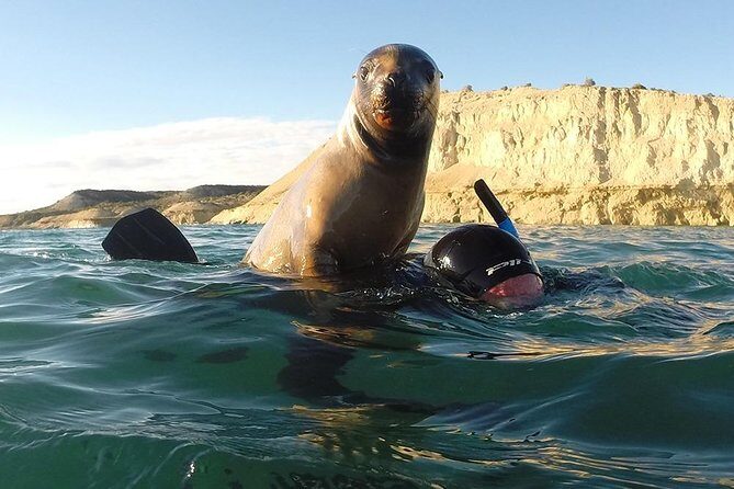 Snorkeling with Sea Lions - An In-Depth Look at Snorkeling with Sea Lions