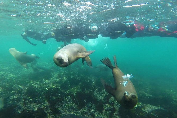 Snorkeling with Sea Lions and Wildlife Adventure - Key Points