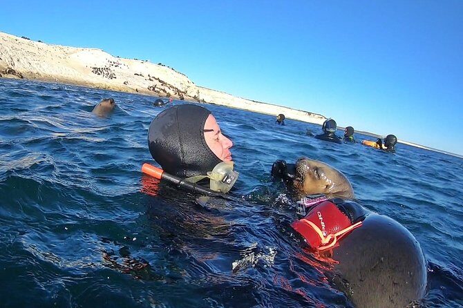 Snorkeling with Sea Lions by Madryn Buceo - Key Points