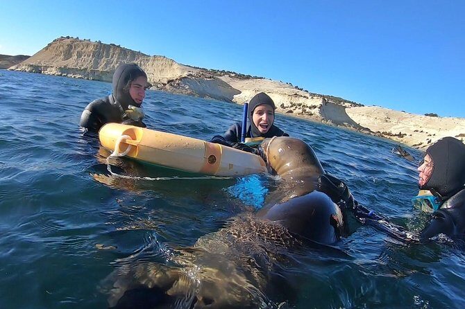 Snorkeling with Sea Lions by Madryn Buceo - Snorkeling with Sea Lions by Madryn Buceo: A Close Encounter with Wildlife in Puerto Madryn