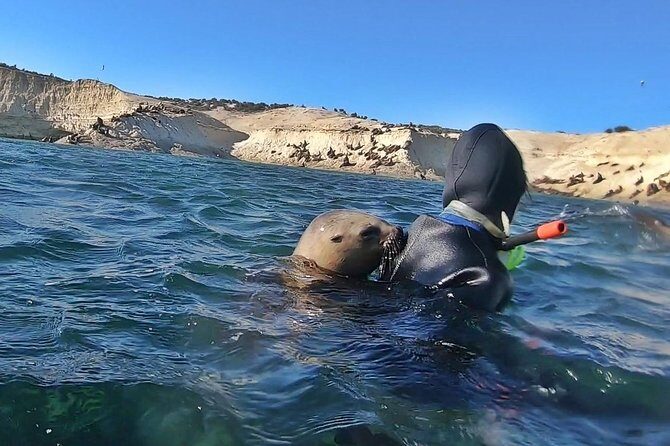 Snorkeling with Sea Lions by Madryn Buceo - What You Can Expect from the Tour
