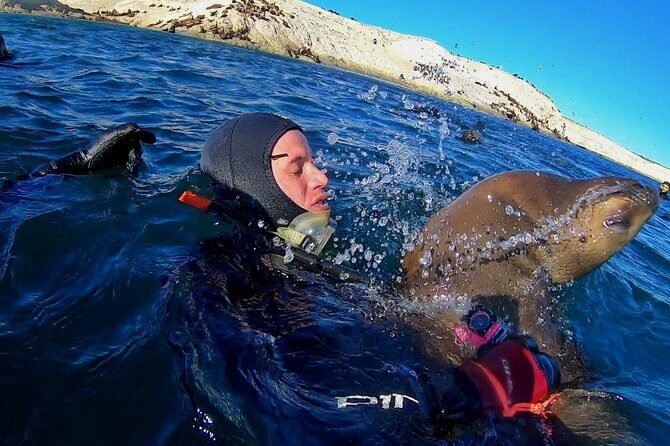 Snorkeling with Sea Lions by Madryn Buceo - Why This Tour Is a Must-Do