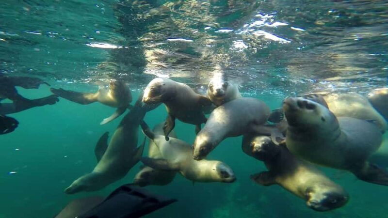 Snorkeling with Sea Lions - Key Points