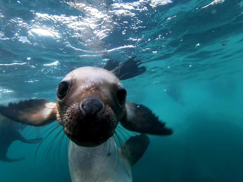 Snorkeling with Sea Lions - What Exactly Is This Tour About?