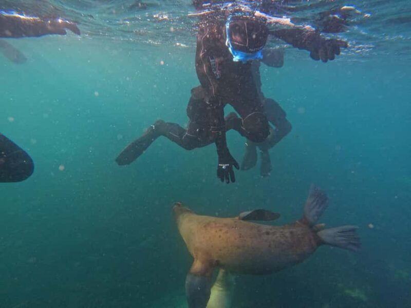 Snorkeling with Sea Lions - Authentic Encounters and Why They Matter