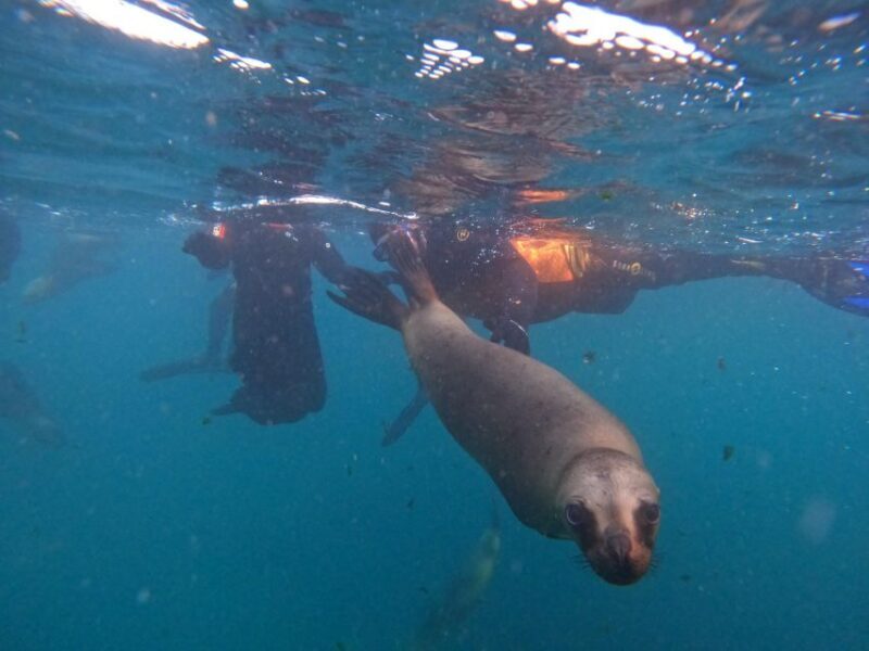 Snorkeling with Sea Lions - FAQ