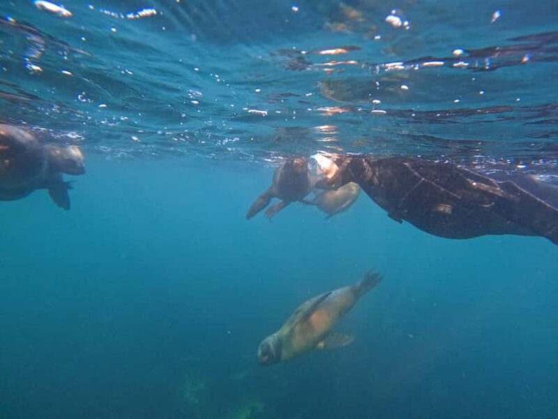 Snorkeling with Sea Lions - Final Thoughts