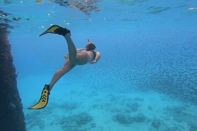 Snorkeling with Sea Turtles - Key Points