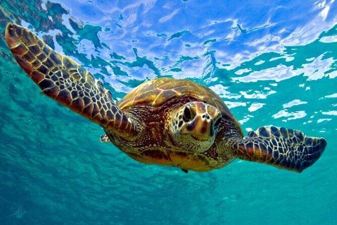 Snorkeling with Sea Turtles at St. Thomas - The Experience: A Deep Dive into Snorkeling with Sea Turtles