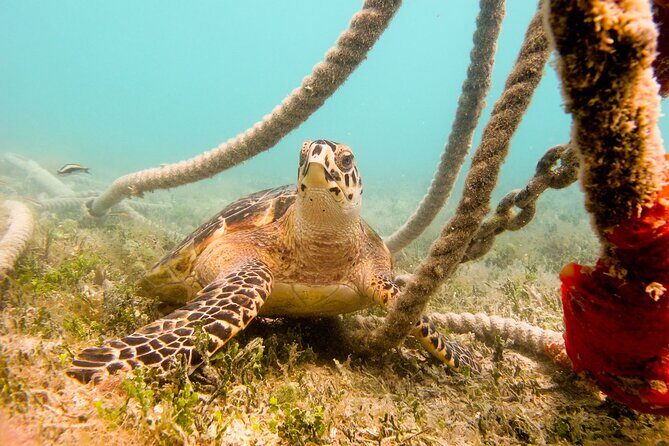 Snorkeling with Sea Turtles at St. Thomas - Who Is This Tour Best For?