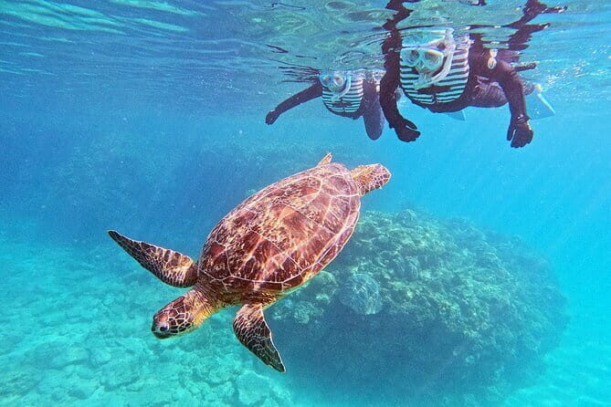 Snorkeling with sea turtles - An In-Depth Look at the Kagoshima Sea Turtle Snorkeling Tour